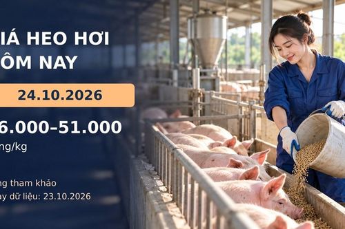 Giá heo hơi hôm nay 24.10.2026: Theo dõi cung cầu sau đợt giảm