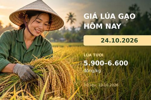 Giá lúa gạo hôm nay 24.10.2026: Sức mua còn dè dặt