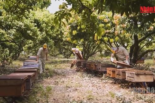 [Video] 2.354 quy trình công nghệ thúc đẩy phát triển nông thôn, miền núi