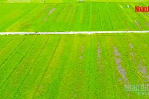 [Video] Nâng giá trị cây rau má từ vùng nguyên liệu địa phương