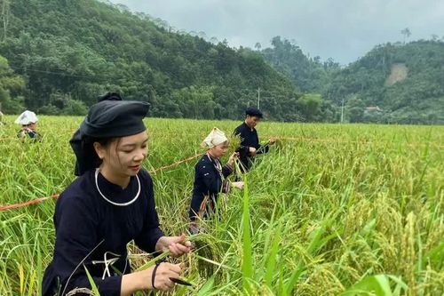 Tưng bừng Ngày hội cốm Khẩu nua Pái ở An toàn khu Chợ Đồn