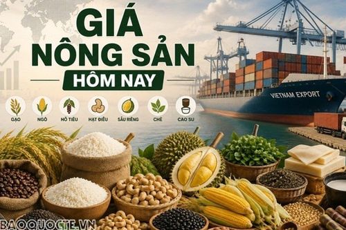 Giá nông sản hôm nay 24/10/2026: Giá cà phê 'lao dốc' cuối tuần, Giá tiêu có thể phục hồi vào cuối năm; Giá dầu bật tăng 3% lên đỉnh gần 6 tháng