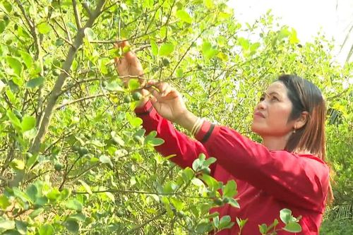 Đa dạng hình thức, mở rộng đường đi của thông tin khoa học, công nghệ vào nhịp sống vùng cao