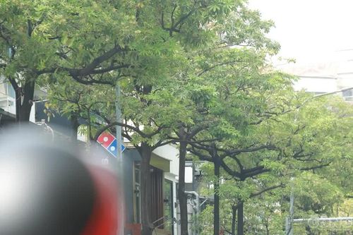 Di dời cây hoa sữa: Người Hà Nội nói gì?