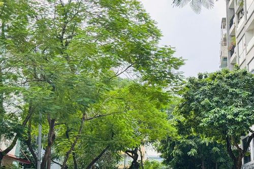 Quản lý cây xanh Thủ đô: Từ chỉnh trang cảnh quan đến thích ứng biến đổi khí hậu