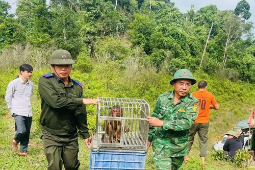 Cận cảnh nhiều loài động vật quý hiếm được thả về rừng