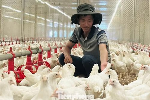 Thanh niên Hà Tĩnh khởi nghiệp với đàn gà siêu trứng, doanh thu tiền tỉ