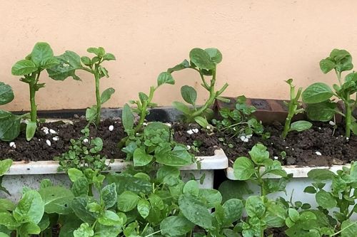 5 loại rau quen thuộc, ăn vào giảm táo bón, bụng nhẹ tênh