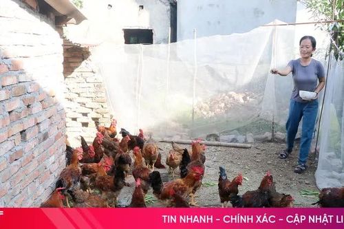 Tùng Lộc tiếp sức hộ nghèo cải thiện cuộc sống