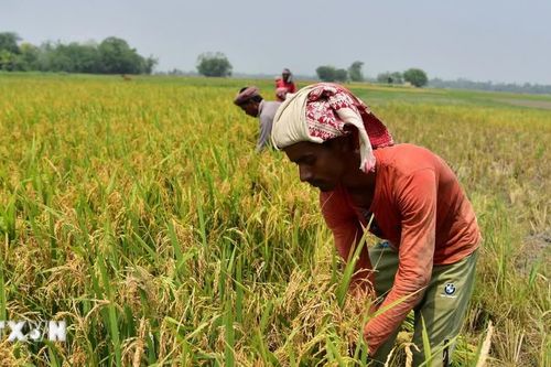 Indonesia hỗ trợ gạo cho 33,2 triệu người trong ba tháng cuối năm