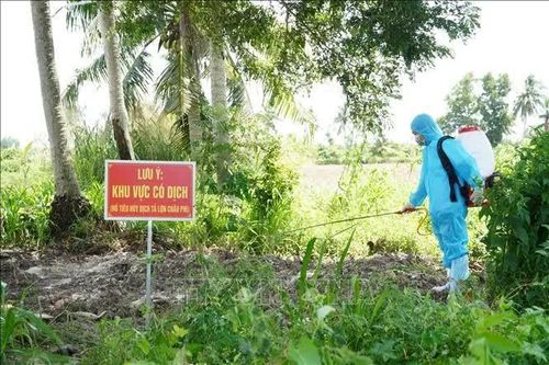 Cần Thơ tập trung khoanh vùng dịch tả lợn châu Phi
