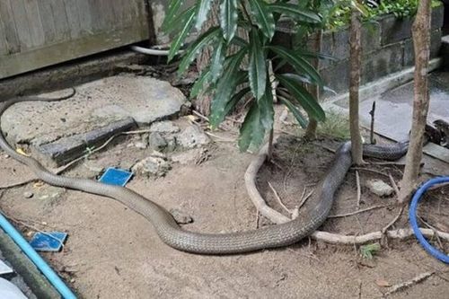 Sởn da gà khi thấy hổ mang chúa dài 4m nuốt chửng trăn