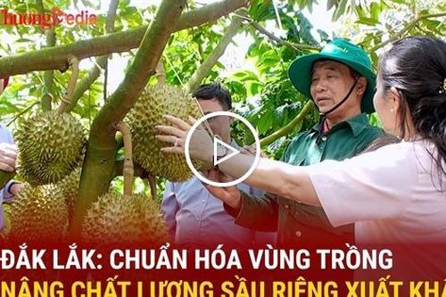 Đắk Lắk chuẩn hóa vùng trồng, nâng chất lượng sầu riêng xuất khẩu