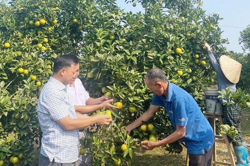Bắc Ninh: Đổi mới xúc tiến tiêu thụ trái cây chủ lực