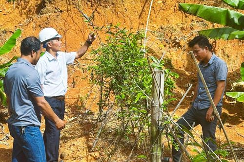 Định mức mới cho vùng dược liệu