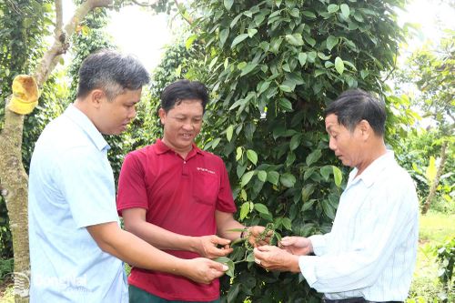Kinh tế hợp tác nâng giá trị hồ tiêu Đăk Ơ