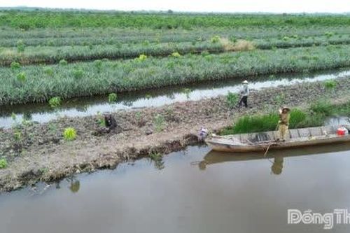 Xã Tân Phước 3: Rà soát tình trạng trồng mới cây trong vùng quy hoạch khu công nghiệp