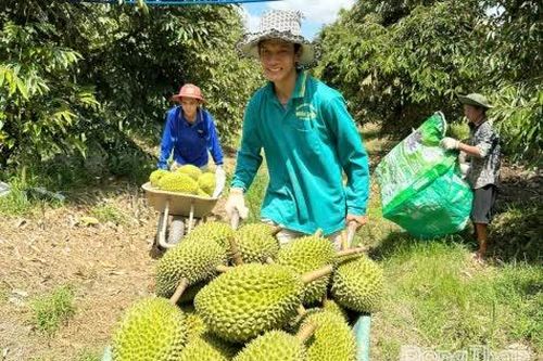 Đồng Tháp: Sầu riêng đầu vụ nghịch mùa được giá