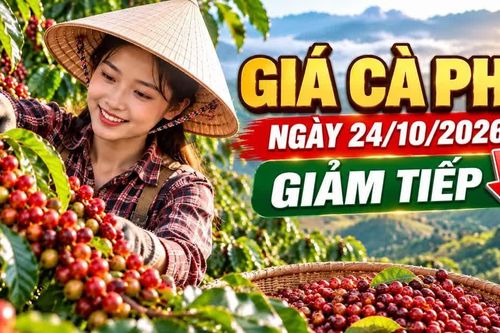 Giá cà phê hôm nay 24/10: Trong nước và thế giới cùng giảm
