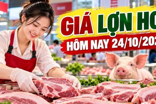 Giá lợn hơi hôm nay 24/10/2026: Thấp nhất 46.000 đồng/kg