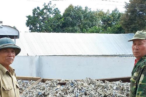 Cựu chiến binh liên kết phát triển nghề trồng nấm
