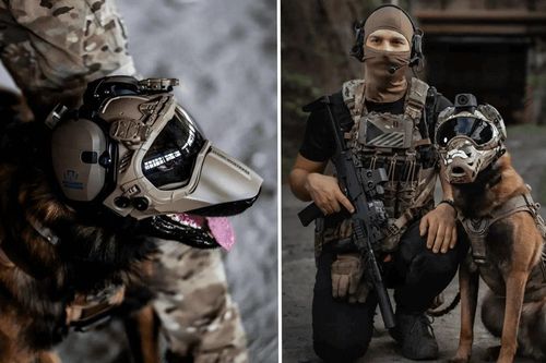 Dự án ứng dụng công nghệ nhân bản và chỉnh sửa gen nâng cao thể lực chó nghiệp vụ tại Mỹ