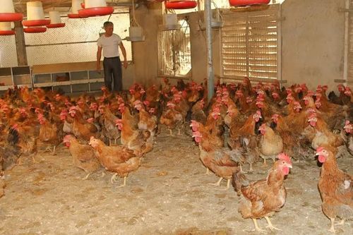 Tam Dương lan tỏa phong trào thi đua phát triển kinh tế