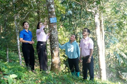 Tạo giá trị gia tăng cho cây hồi từ chế biến, tiêu thụ