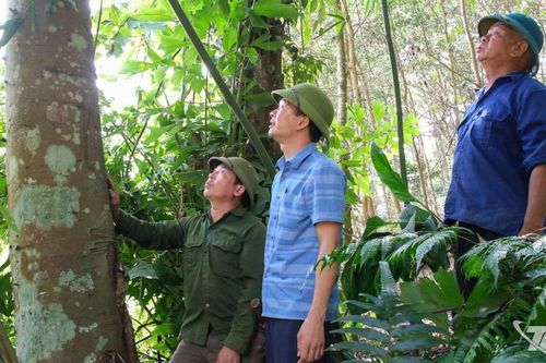 Đức Lương nâng cao giá trị kinh tế rừng