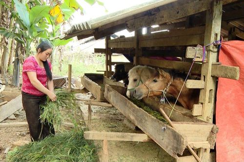 Thêm sinh kế, thêm cơ hội thoát nghèo