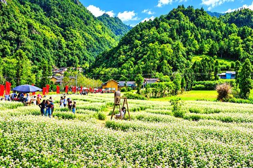 Tuyên Quang: Trồng 400ha hoa tam giác mạch, sẵn sàng đón khách mùa lễ hội 2026