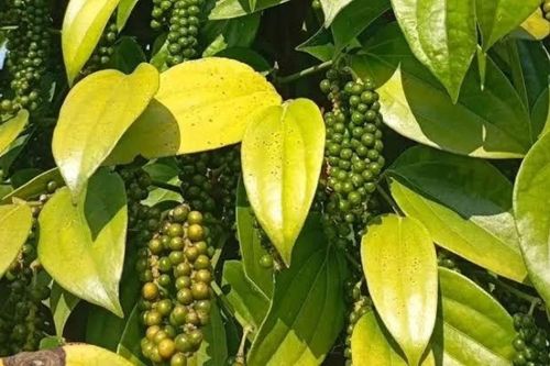 Ngày 24/10: Giá hồ tiêu tăng phi mã, cà phê giảm mạnh