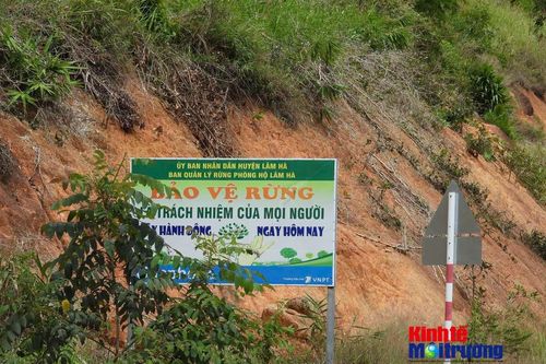 Lâm Đồng tăng tốc phát triển vốn rừng và chủ động kiểm soát vi phạm từ cơ sở
