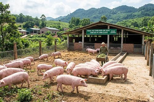 Ngành chăn nuôi đối đầu với bài toán hạ giá thành sản xuất để ổn định đầu ra