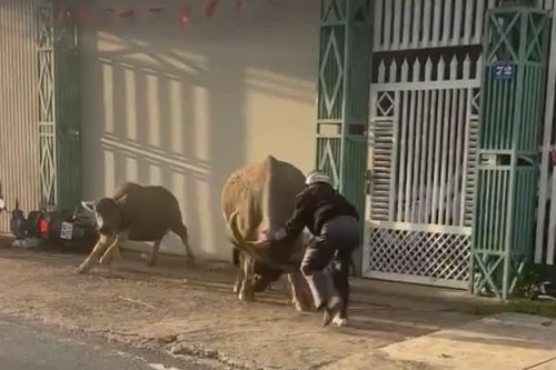 Lâm Đồng: 'Trâu điên' húc nhiều người đi đường bị thương