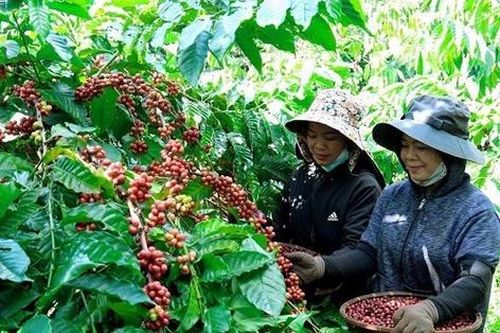 Cà phê Gia Lai (FGL) thoát lỗ quý 3 nhờ khoản thu nợ nghìn trọng, lũy kế 9 tháng vẫn âm nặng