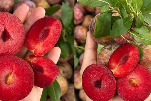 Đặc sản Tây Bắc có tên rất lạ, quả to tròn, thịt giòn mọng, giá tới 120.000 đồng/kg, mỗi năm chỉ rộ một mùa