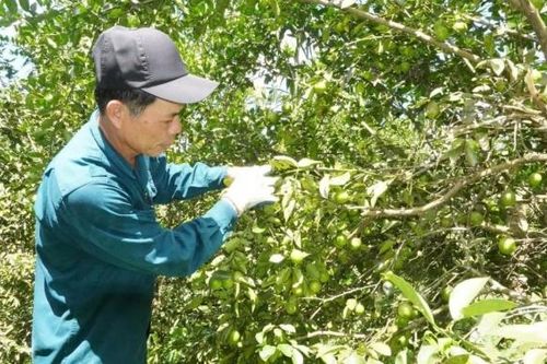 Đà Nẵng: Sơn Cẩm Hà khơi thông nguồn lực, tạo đà phát triển kinh tế
