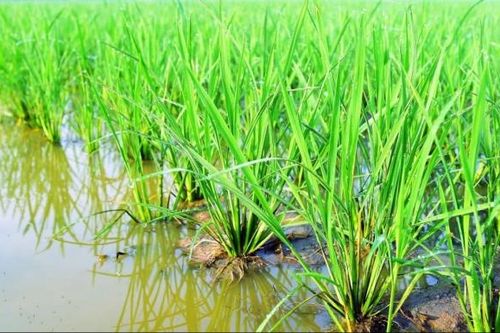 Sửa Luật Đất đai: Bảo đảm quyền lợi người dân, chú trọng sinh kế sau thu hồi đất