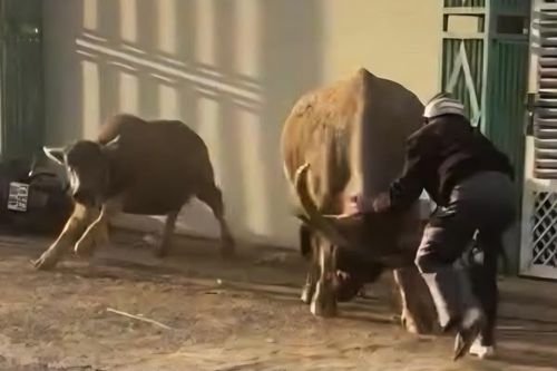 Trâu cái húc 6 người bị thương, lao vào đám cưới ở Lâm Đồng
