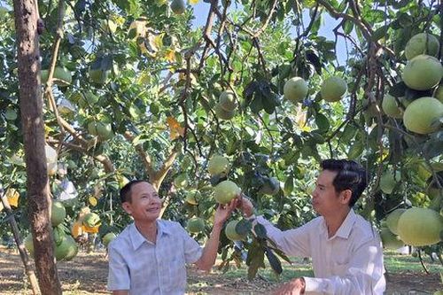 Ông Lập ghép cây, nâng giá trị bưởi OCOP ở Yên Bài