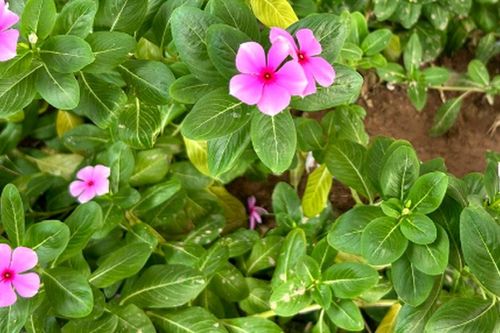 9 bài thuốc chữa bệnh thường gặp từ cây dừa cạn