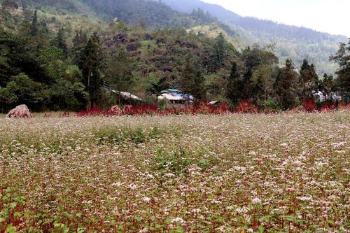 Sắc hoa tam giác mạch níu chân du khách trên Cao nguyên đá
