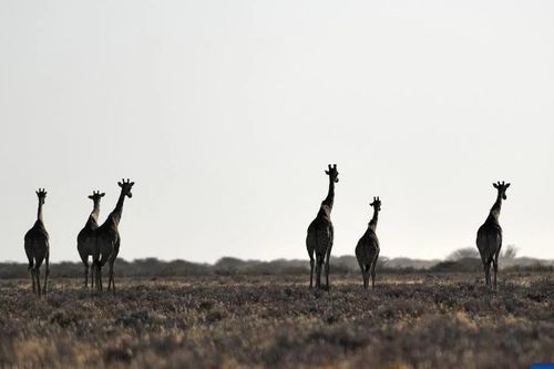 Cháy rừng ảnh hưởng đến 16% diện tích Vườn quốc gia Etosha nổi tiếng của Namibia