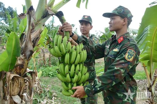 Bộ đội Pháo binh giỏi tăng gia sản xuất