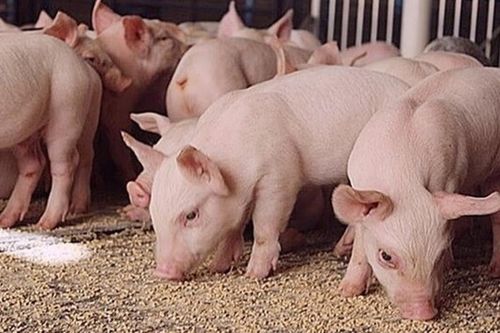 Giá heo hơi hôm nay 25/10: Sắc đỏ bao trùm cả ba miền, vùng giá mới 45.000 - 50.000 đồng/kg được thiết lập
