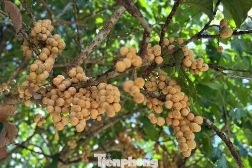 Bội thu đặc sản bòn bon 'tiến vua'