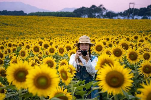 Khách Hà Nội lái xe 250km, ngắm 'biển' hoa hướng dương lớn nhất Việt Nam