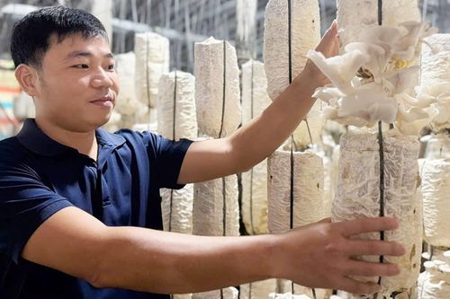 Vợ chồng 9X bỏ phố về quê trồng nấm, lãi khoảng 300 triệu đồng/năm
