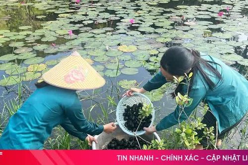 Đức Đồng phát huy lợi thế, phát triển kinh tế từ nuôi ốc bươu đen